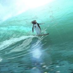 a penguin that is standing on a surfboard in the water