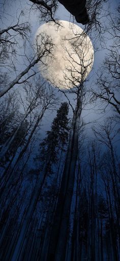 the moon is shining through the trees in the forest