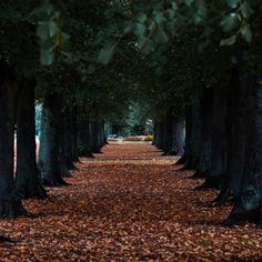 the trees are lined with leaves on the ground