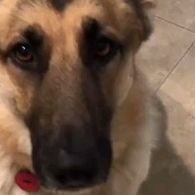 a close up of a dog on the ground with its head turned to the side