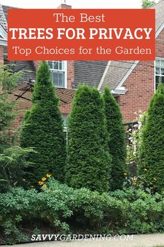 The Best Trees to Grow for Privacy and Seclusion. Surround yourself with foliage and trees with these excellent ideas on the best trees for privacy in big and small yards! Great for landscaping. These tree varieties are easy to grow, and they are full and bushy. #Landscaping #Trees Privacy Driveway, Best Trees For Privacy, Small Yard, Privacy Screen, Driveway, Yard