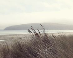 the grass is blowing in the wind on the beach