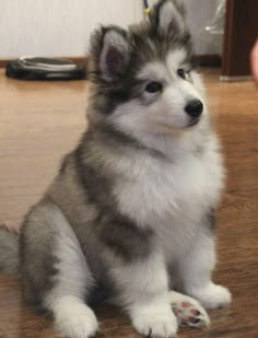 a small gray and white dog sitting on top of a wooden floor next to a persons hand