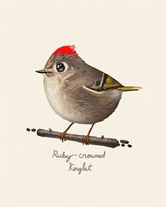 a bird sitting on top of a branch with the words ruby - crowned knight written below it