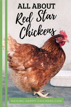 a brown chicken standing next to a white container with the words all about red star chickens