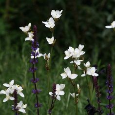 some white and purple flowers are in the grass