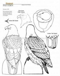 an image of different types of birds in the same drawing style as well as instructions for how to draw them