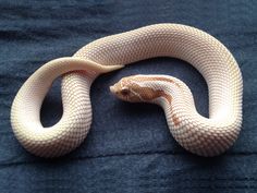 a white and brown snake laying on top of a blue blanket