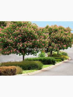 the trees are blooming along the street in front of the house and bushes on the side of the road