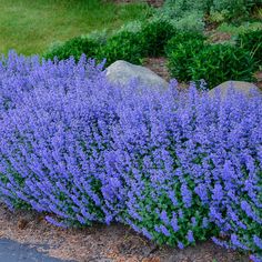 purple flowers are growing along the side of a road