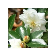 two white flowers with green leaves and buds