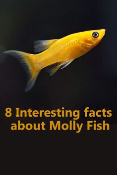 a yellow fish with the words 8 interesting fact about moly fish