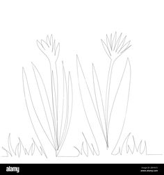 some plants that are in the grass on a white background - stock image and clipping