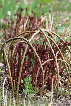 some very pretty red plants in the grass