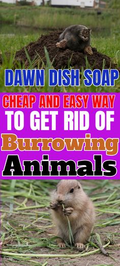 two pictures with the words dawn dish soap, cheap and easy way to get rid of burrowing animals