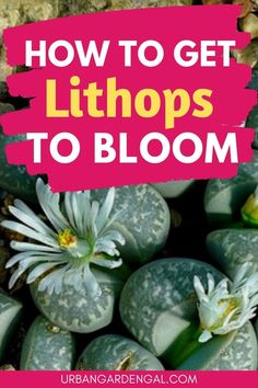 Lithops flowers Blooming Succulents, Lucky Plant, Propagating Succulents, Growing Succulents