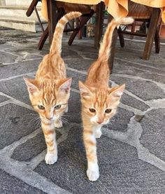 two orange tabby kittens looking at each other in front of a dining room table