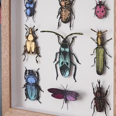 six different colored bugs mounted in a wooden frame