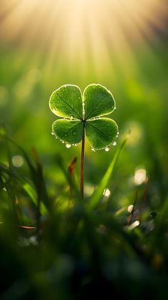 a four leaf clover is shown in the grass with the sun shining behind it and water droplets on its leaves