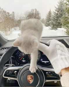 a cat is standing on the steering wheel of a car while being held up by someone's hand