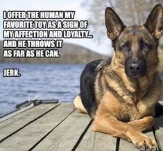 a german shepherd dog laying on a dock next to the water with a caption that reads, i offer the human my favorite toy as a sign of affection and lo