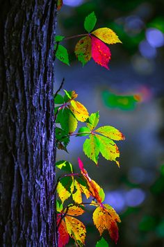 colorful leaves are growing on the side of a tree