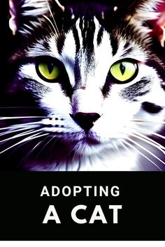 Pet Adoption Announcement, Adopting A Cat, Cat Parents, Scared Cat, Cat Sitter