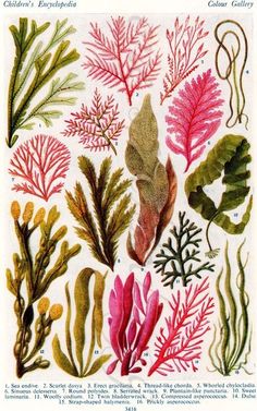 an image of seaweed and corals on white paper