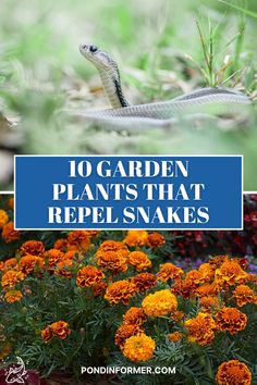 flowers and plants with the words 10 garden plants that repel snakes