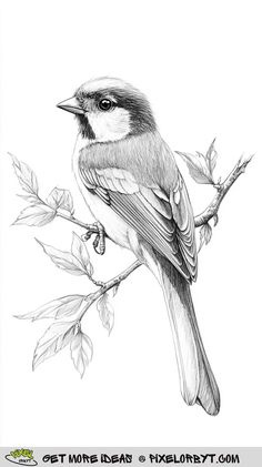 Chickadee Drawing, Start Sketching, Sketch Board, Drawing Birds, Sketching Ideas, Barrel Horse, Pen Sketch, Watercolor Leaves, Bird Drawings