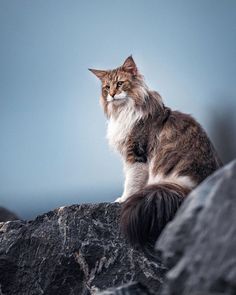 a cat sitting on top of a large rock