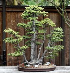 a bonsai tree in a pot sitting on a wooden table next to a fence