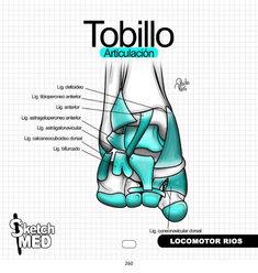 an image of the foot and ankle bones with labels in spanish, english and french