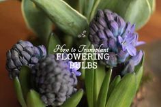 purple flowers in a vase with the words how to transplant flowering bulbs on it