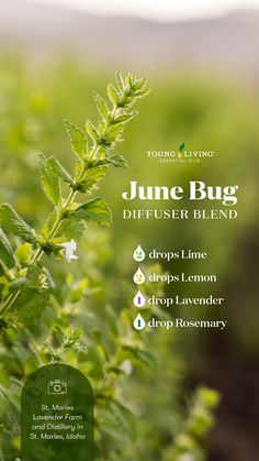 Memorial Day Diffuser Blend, Lime Oil Diffuser Blends, Yl Bergamot Diffuser Blends, Bug Diffuser Blend, Candle Scents Recipes