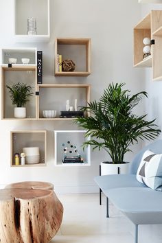 some shelves with plants and other items on them