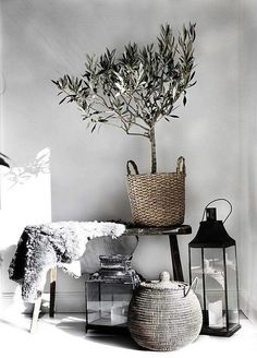 a black and white photo of a potted olive tree in a room with lanterns