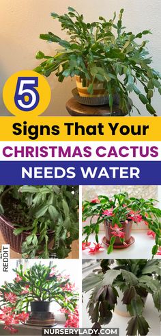 the top five signs that your christmas cactus needs water