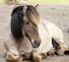 a brown and black horse laying on the ground