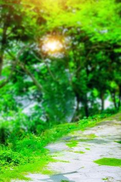 the sun shines brightly through the trees and grass on a path in the woods