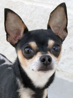 a small black and brown dog standing on top of a cement floor next to a white wall