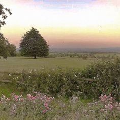 an open field with flowers and trees in the background