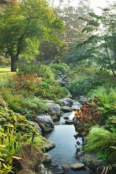 a stream running through a lush green forest filled with lots of plants and flowers on either side of it