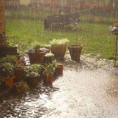 several potted plants are sitting in the rain