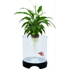 a potted plant in a clear glass container with water and plants growing out of it