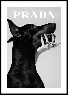 a black and white photo of a woman holding a dog's hand with the word prada on it