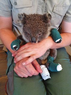 a man holding a baby koala in his arms with bandages on it's feet