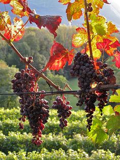 some grapes are hanging from a vine in a vineyard with mountains in the background at sunset