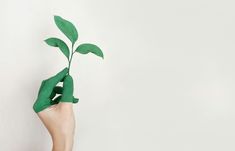 a person's hand holding up a green plant