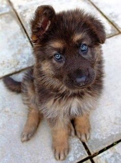 a brown and black puppy sitting on top of a tile floor next to blue eyes